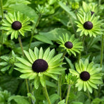 Rudbeckia occidentalis - ‘Green Wizard’ (Western Coneflower) - Harding & Bloom