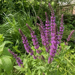 Salvia nemorosa - ‘Pink Beauty’ (Sage) - Harding & Bloom