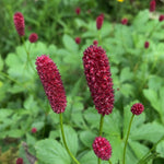 Sanguisorba obtusa (Burnet) - Harding & Bloom