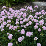 Saponaria ocymoides (Soapwort) - Harding & Bloom