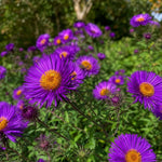 Symphyotrichum novae-angliae - ‘Purple Dome’ (New England Aster) - Harding & Bloom