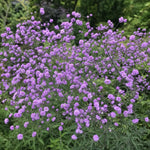 Thalictrum delavayi (Meadow Rue) - Harding & Bloom