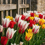 Tulipa 'Lily Flowering Mixed' (Tulip) - Harding & Bloom