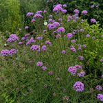 Verbena bonariensis - ‘Lollipop’ - Harding & Bloom