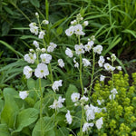 Veronica gentianoides (Gentian Speedwell) - Harding & Bloom