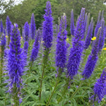 Veronica spicata (Spiked Speedwell) - Harding & Bloom