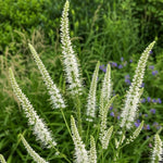 Veronicastrum virginicum - ‘Album’ (Culver's Root) - Harding & Bloom