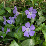 Vinca major (Greater Periwinkle) - Harding & Bloom