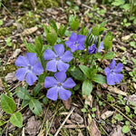 Vinca minor (Lesser Periwinkle) - Harding & Bloom