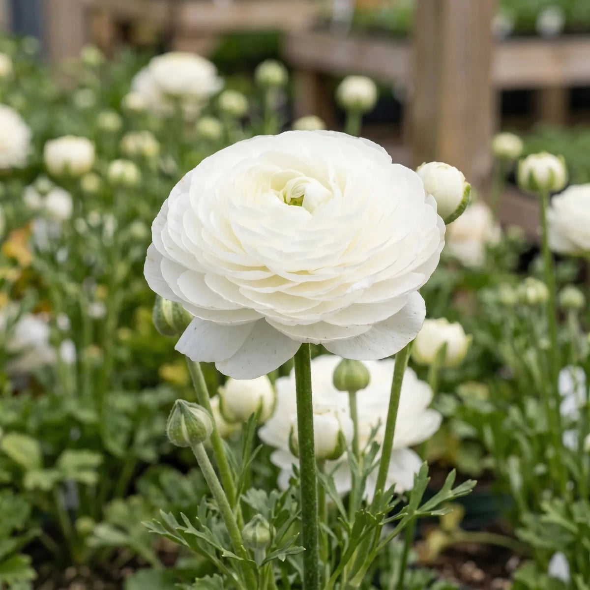 For Cut Flowers - Harding & Bloom
