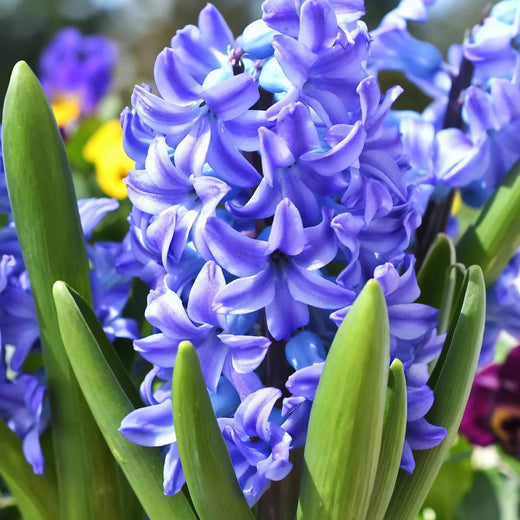 Hyacinths & Muscari