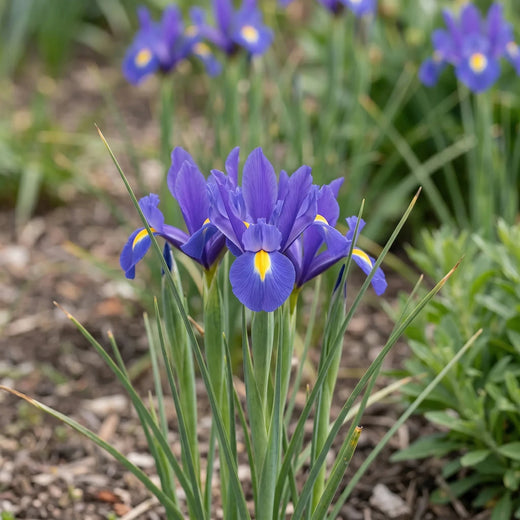 Iris