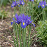 Iris