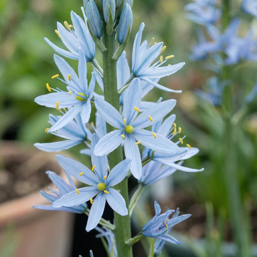 Camassia