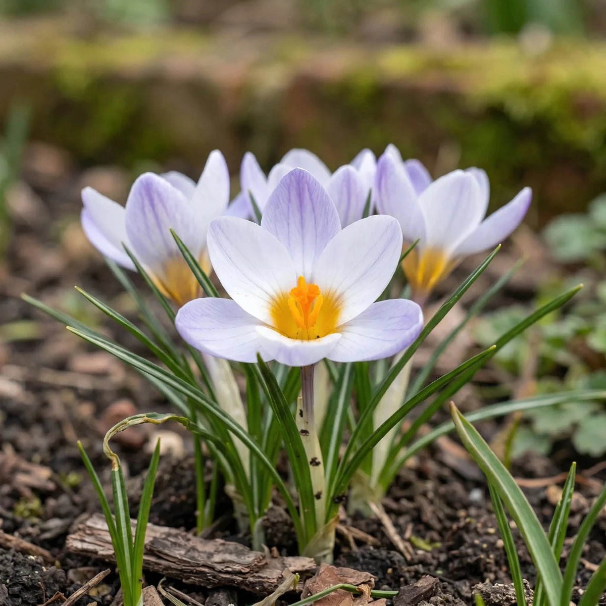 Rockeries & Gravel Gardens - Harding & Bloom