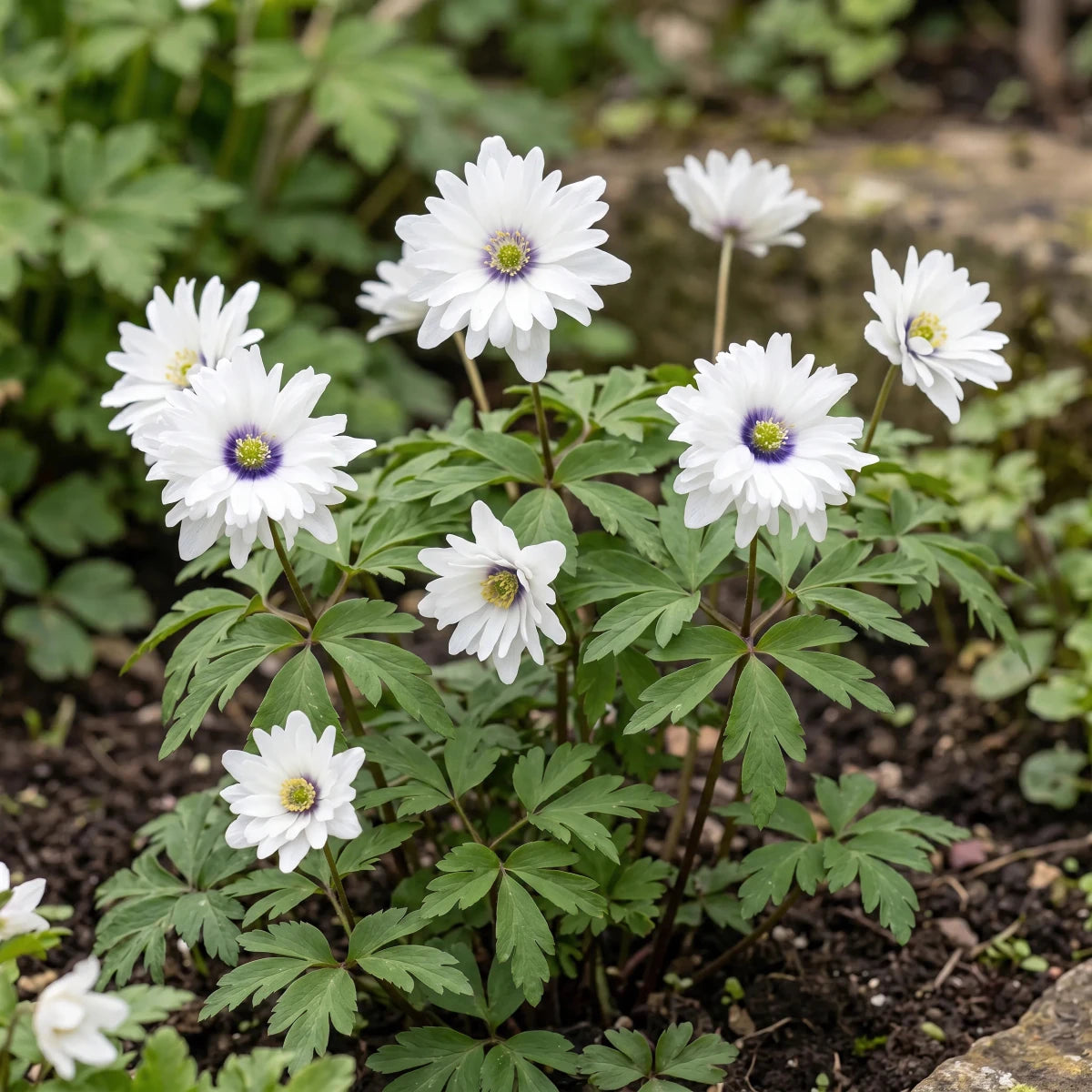 Underplanting Trees & Shrubs - Harding & Bloom
