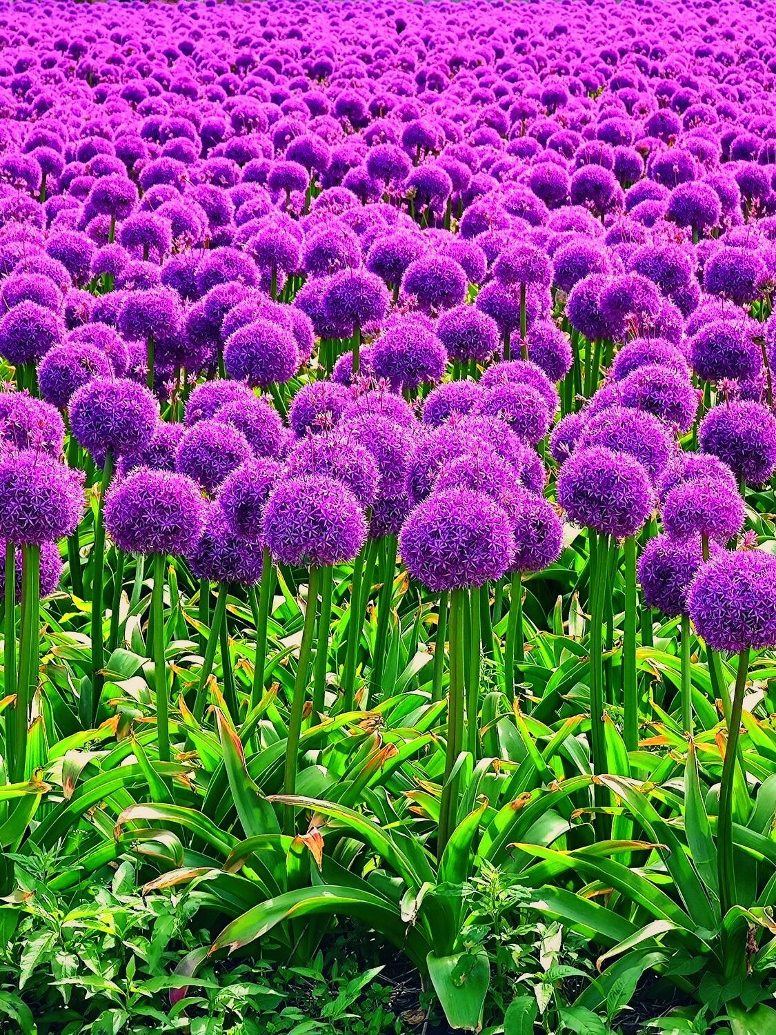 Allium - Harding & Bloom