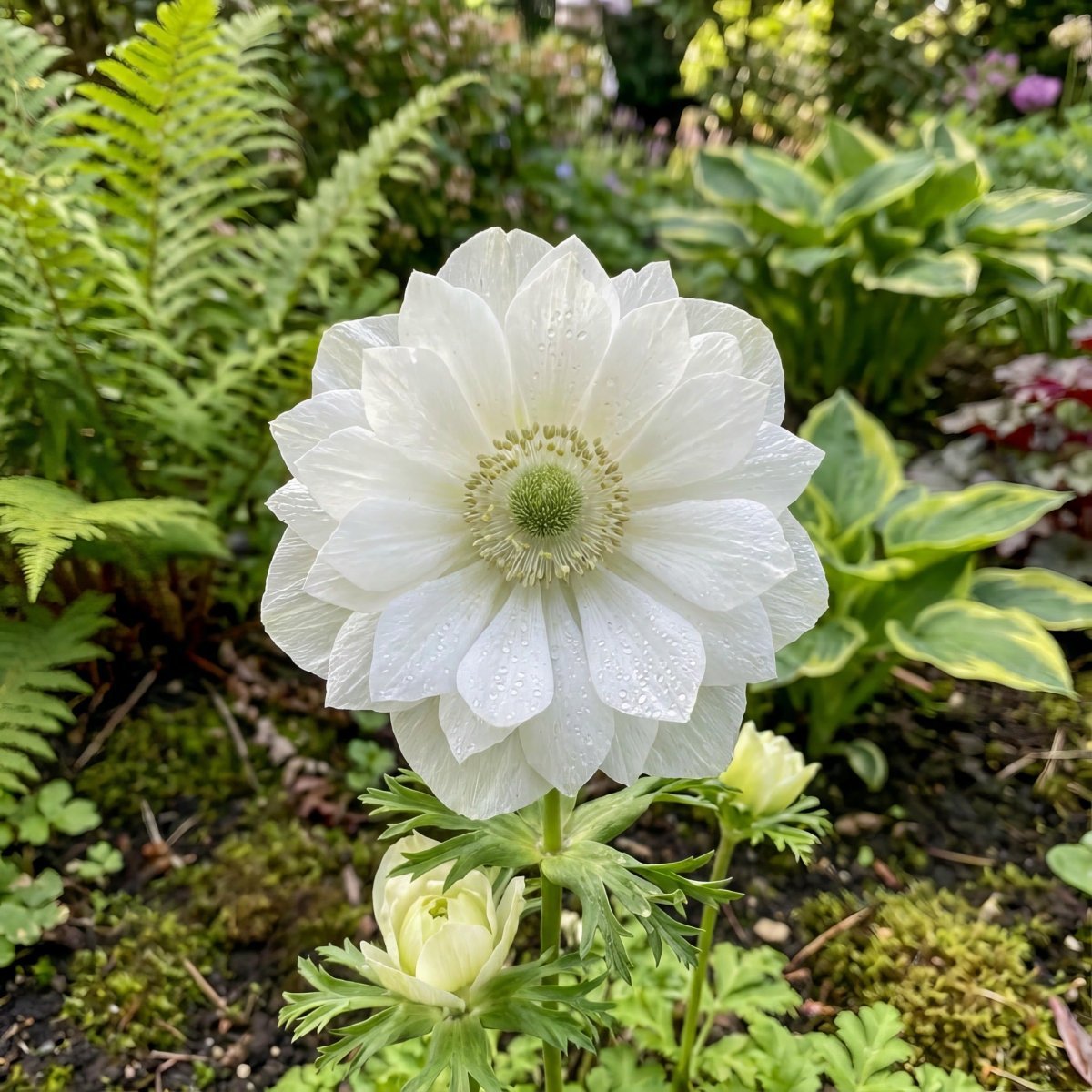 Anemone Coronaria - Harding & Bloom