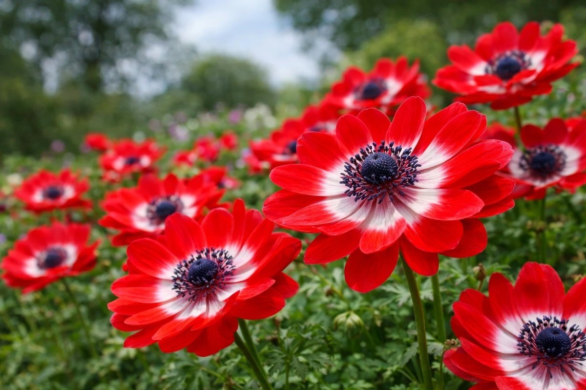 Anemones & Ranunculus - Harding & Bloom