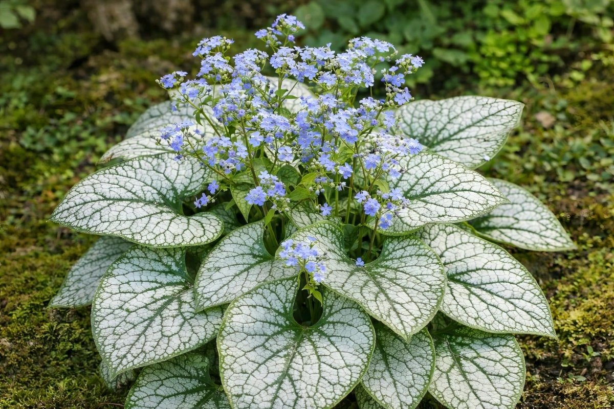 Brunnera - Harding & Bloom