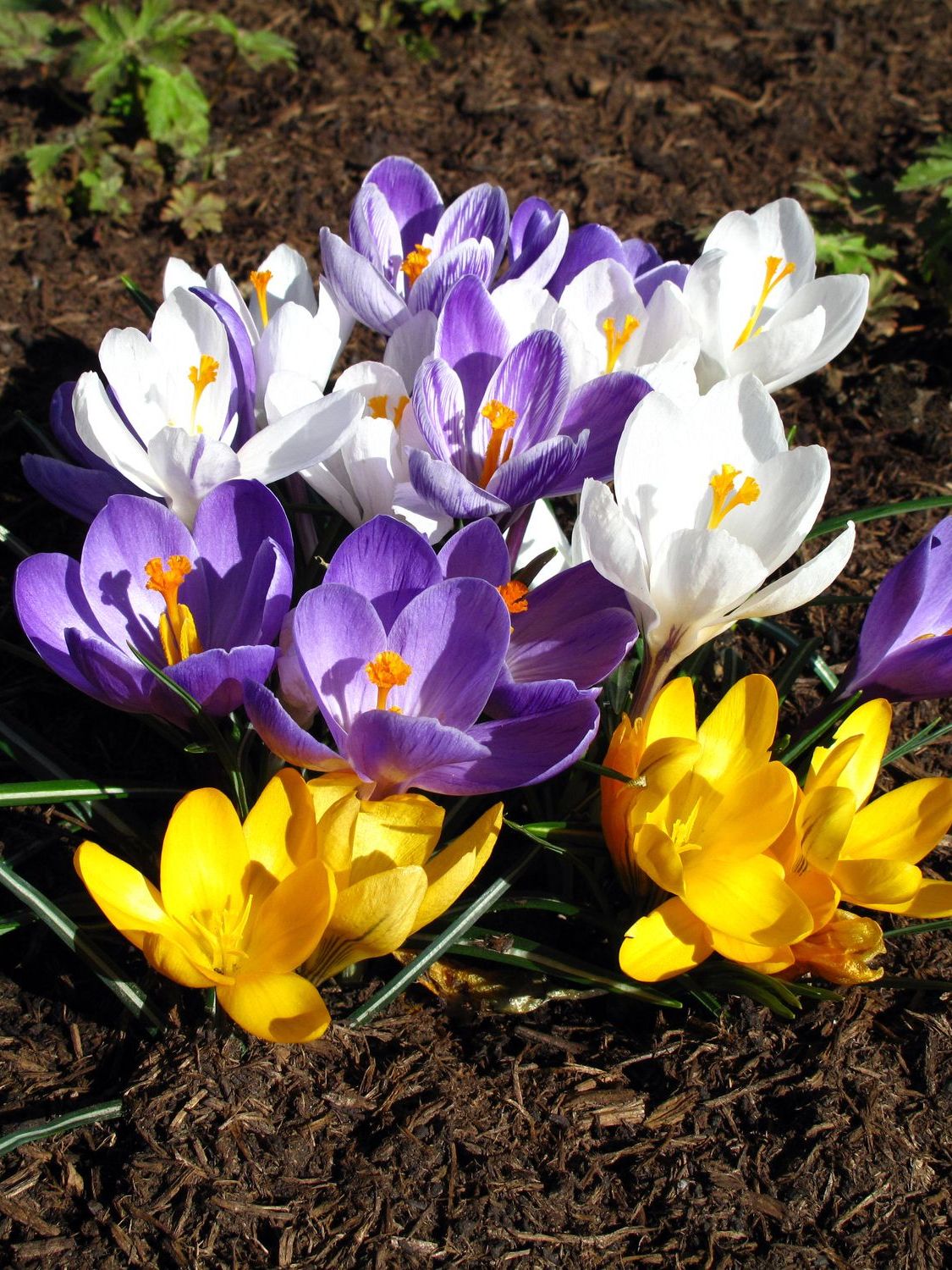 Crocus Bulbs for Early Spring Colour 20% Off | Harding & Bloom UK