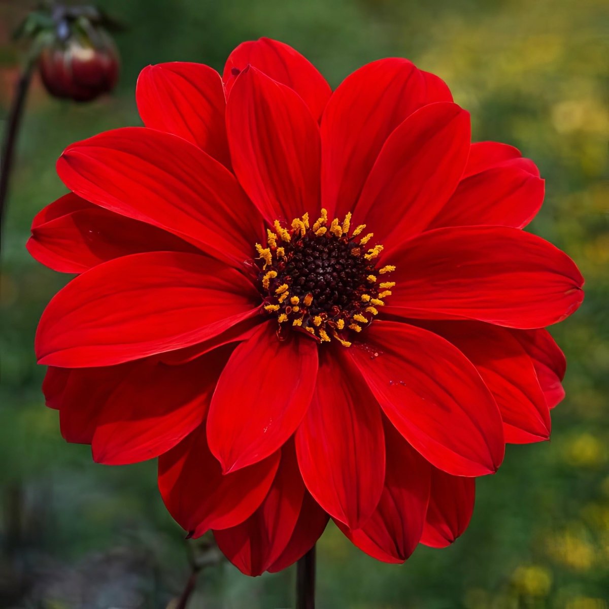 Cactus & Bedding Dahlias - Harding & Bloom