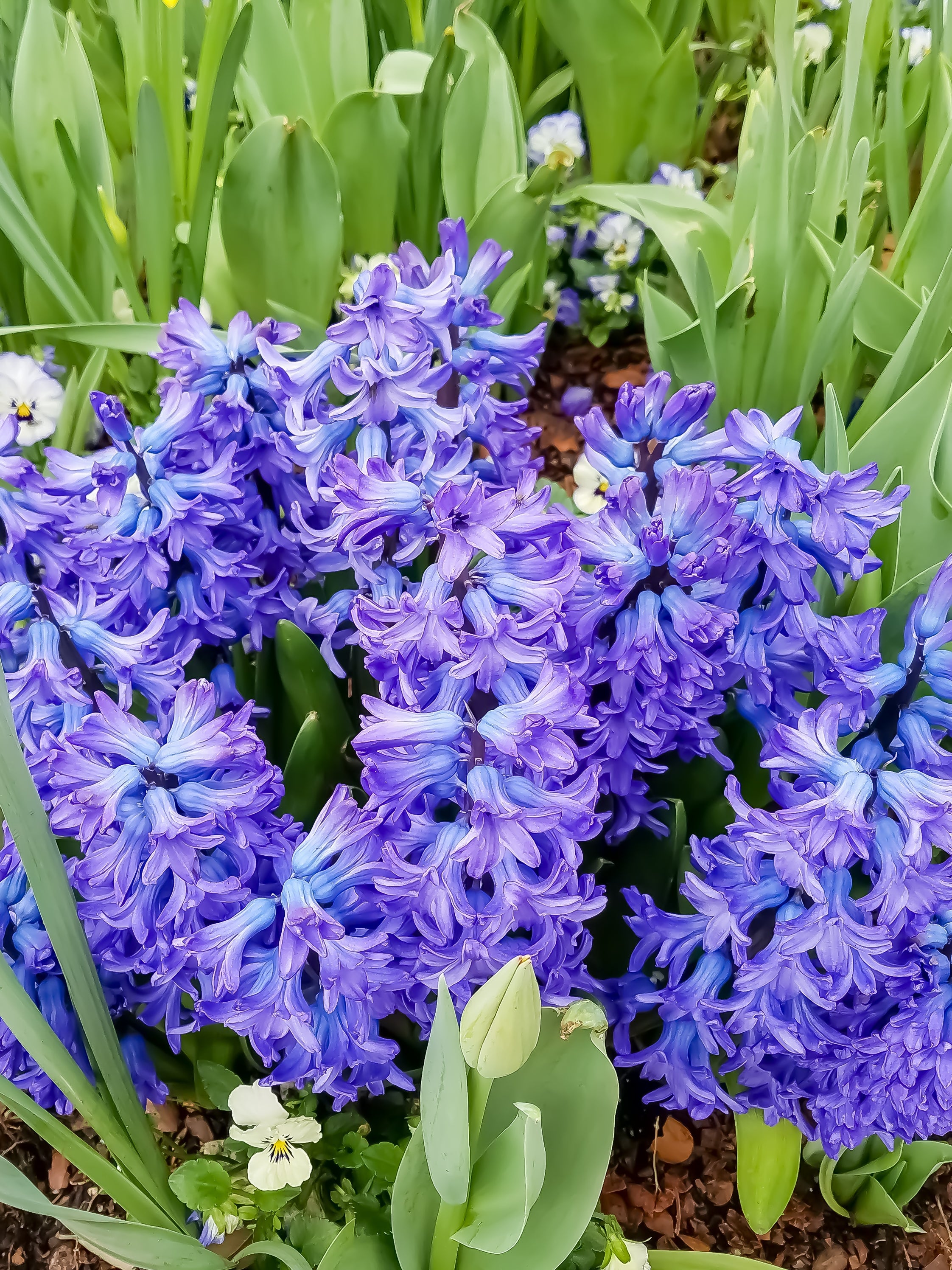 Hyacinth - Harding & Bloom