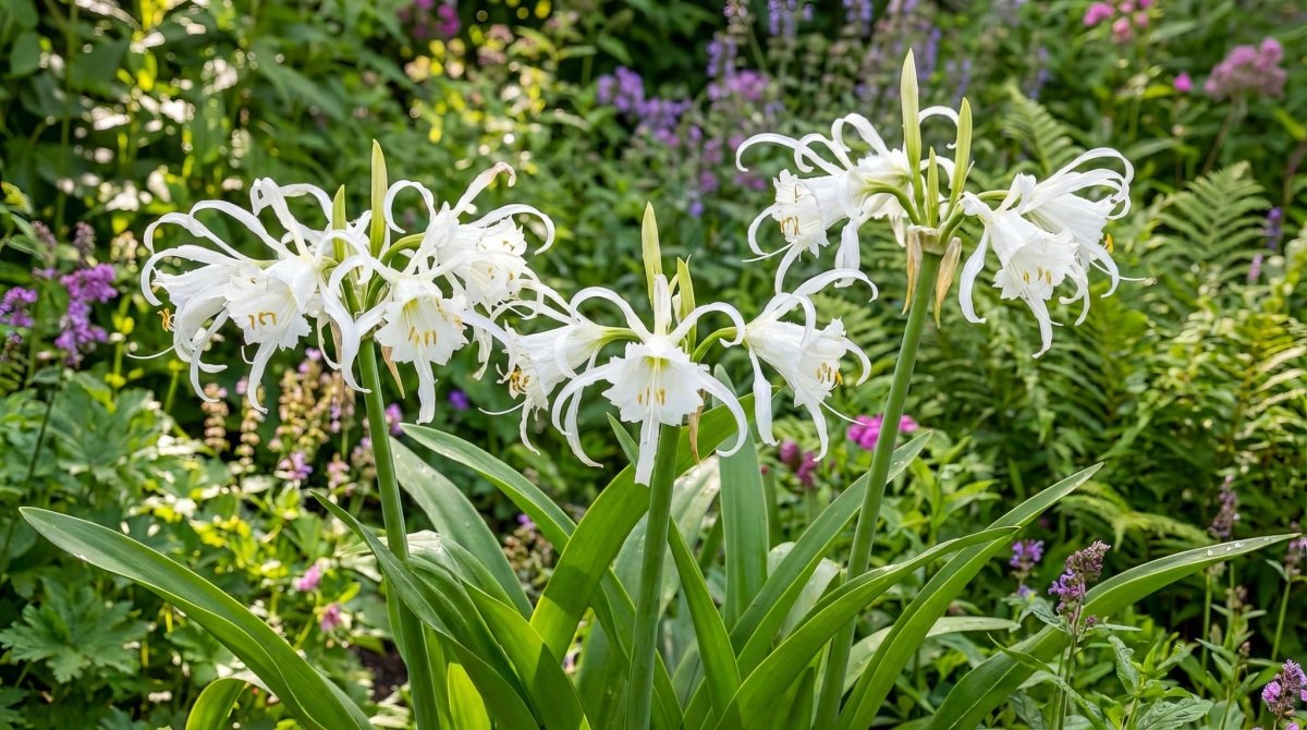 Hymenocallis - Harding & Bloom