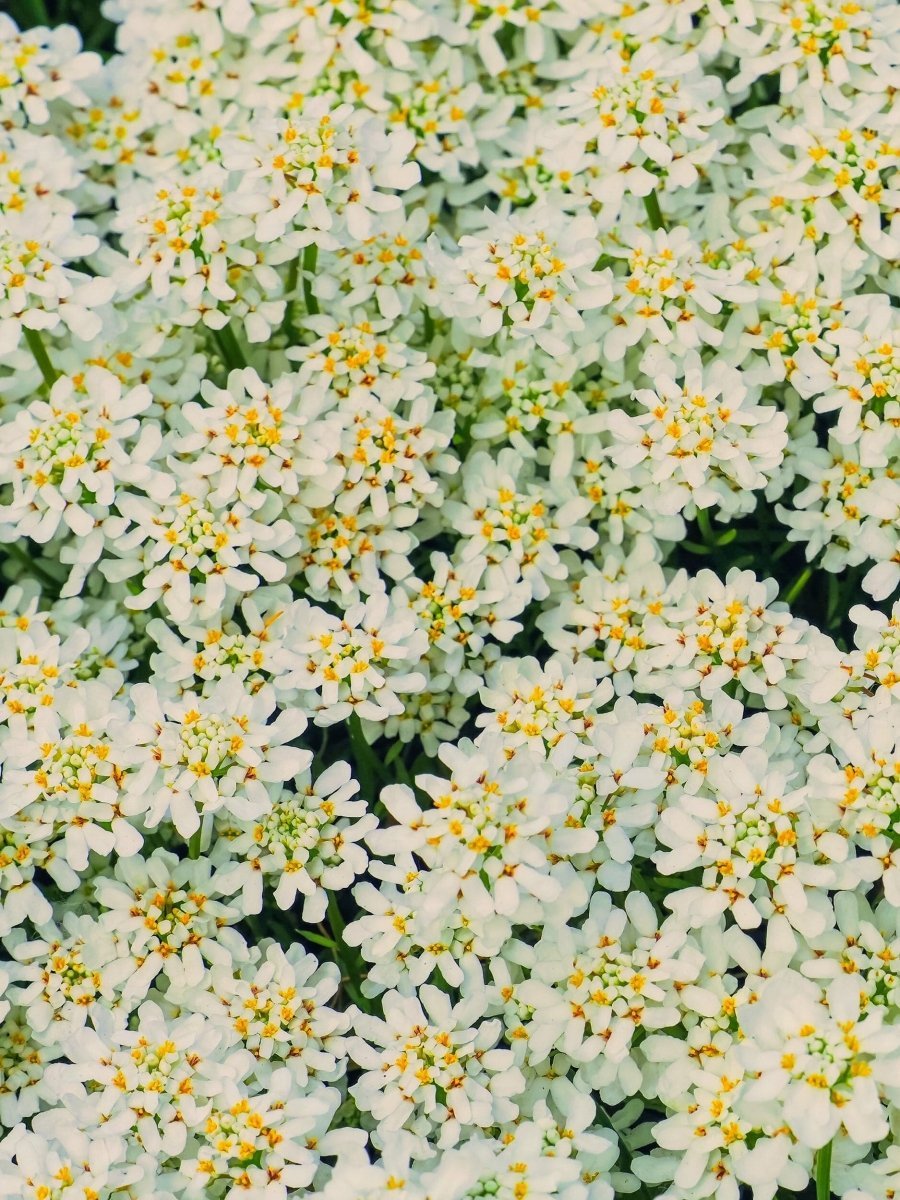 Ground Cover Plants - Harding & Bloom