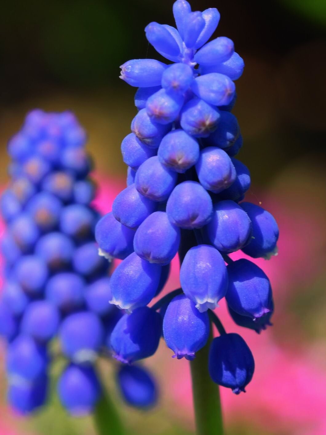 Grape Hyacinth - Harding & Bloom