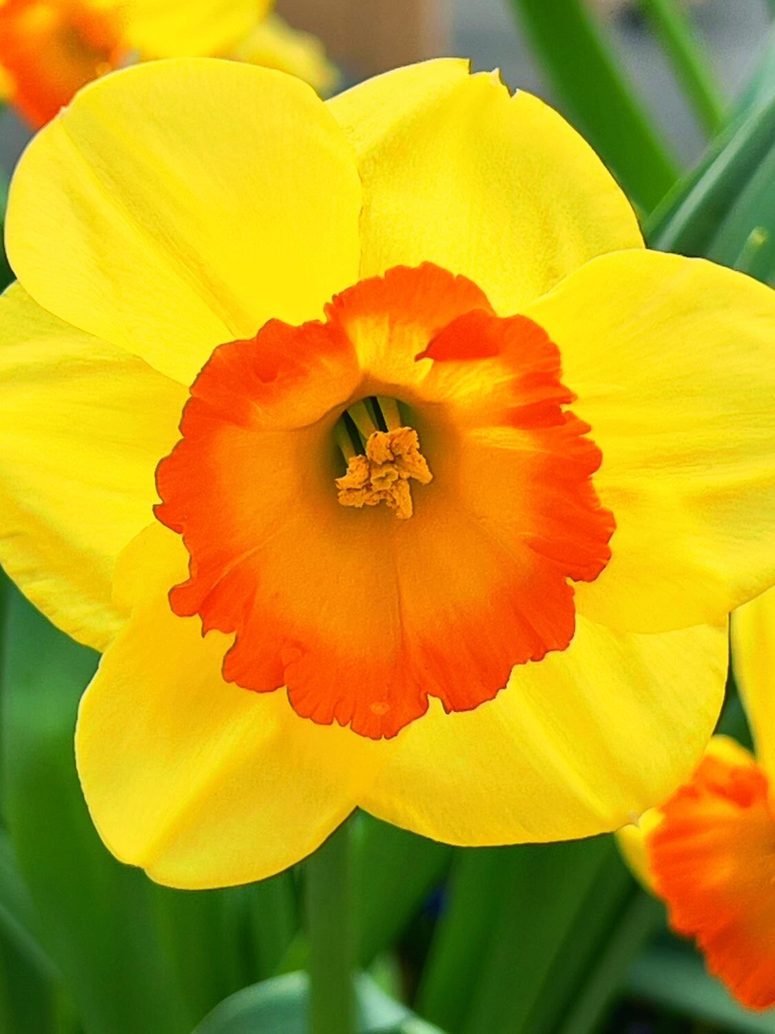 Daffodil - Harding & Bloom