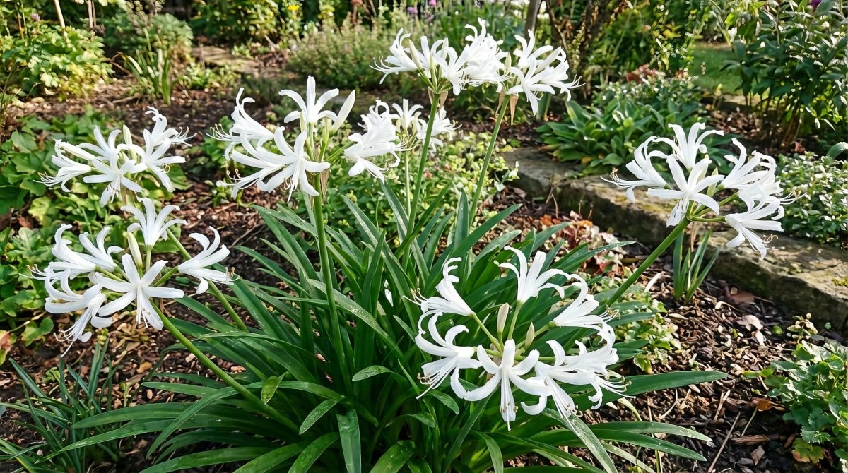 Nerine - Harding & Bloom