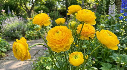 Ranunculus
