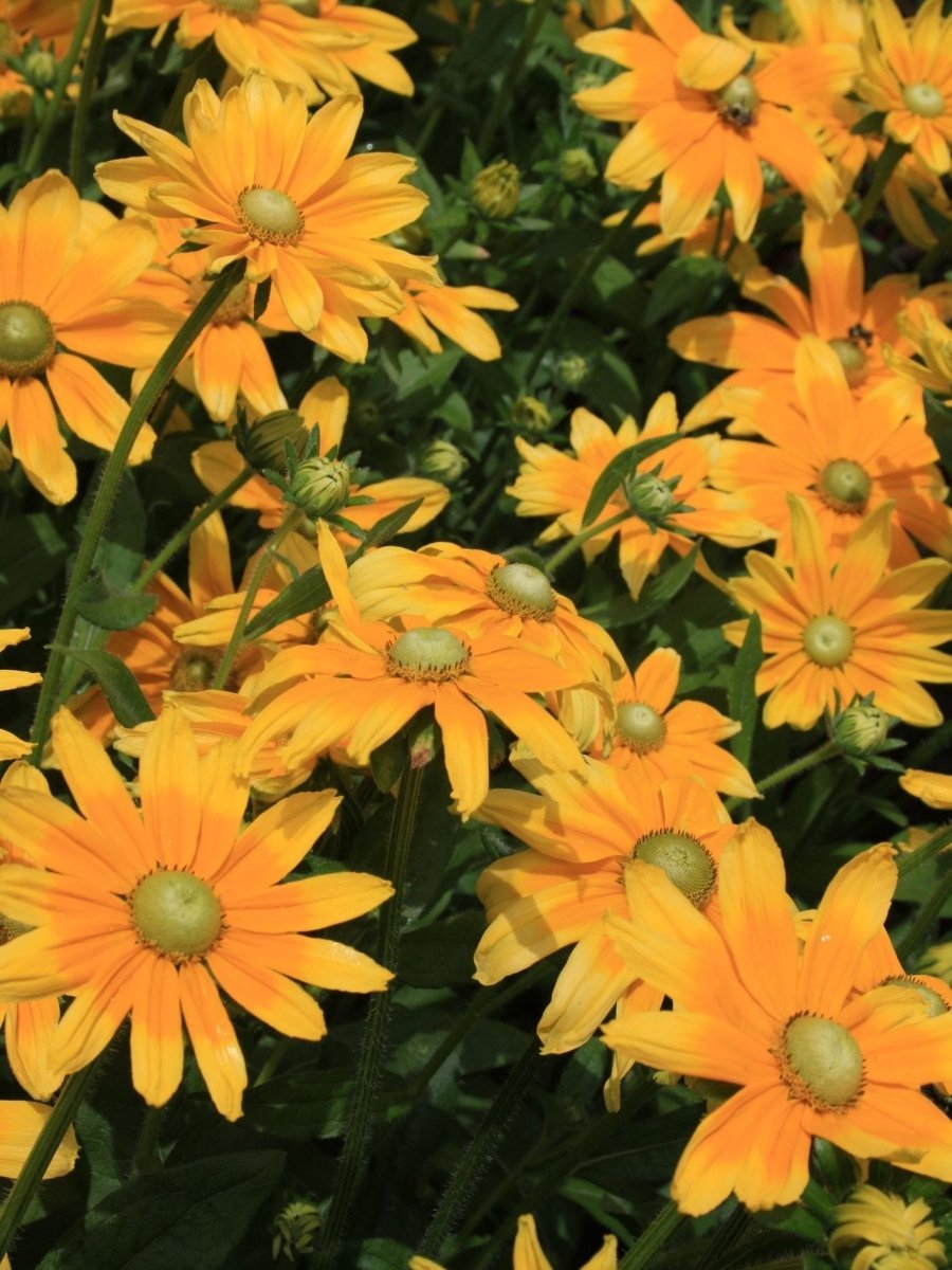 Rudbeckia - Harding & Bloom