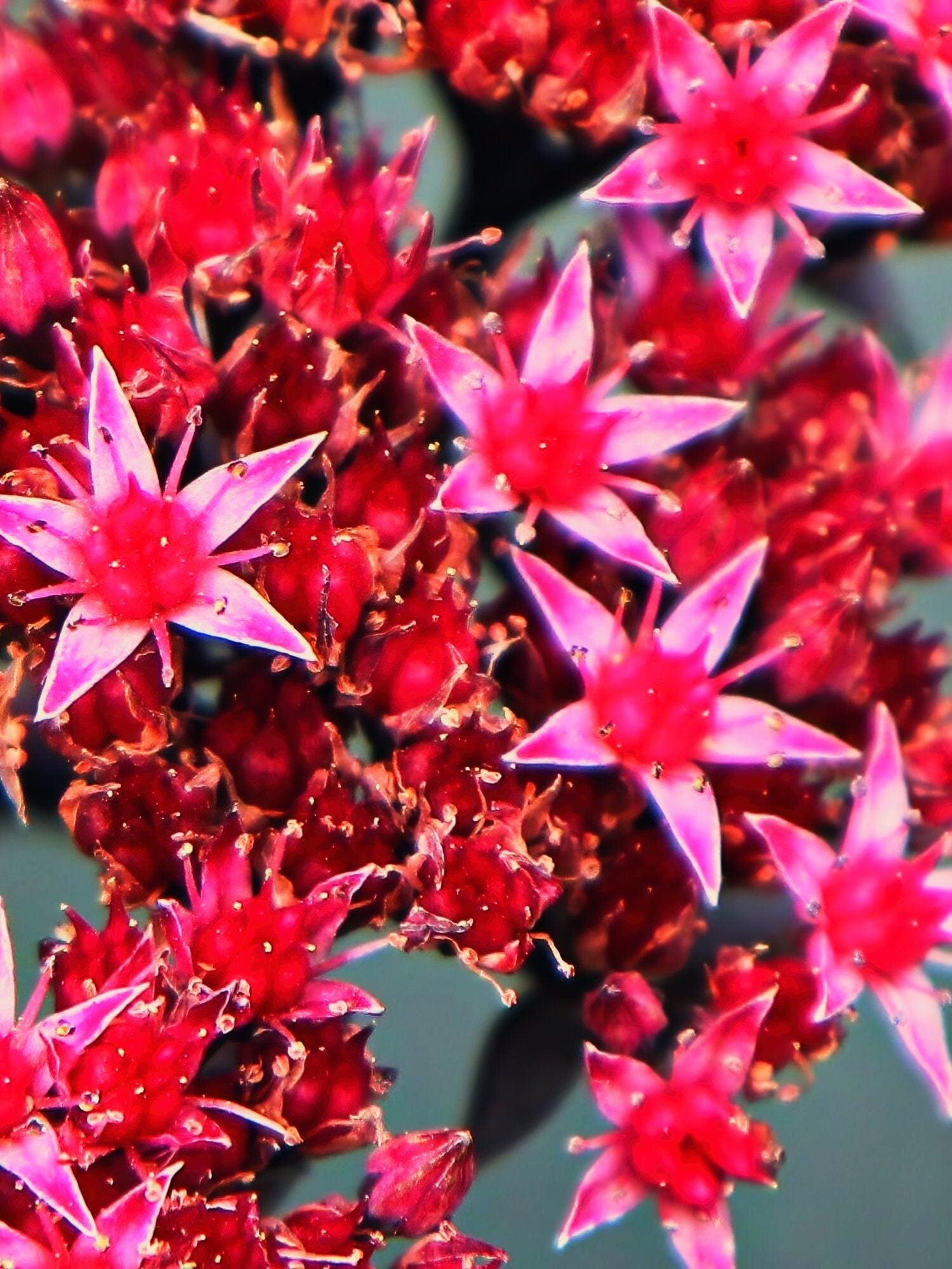 Sedum - Harding & Bloom