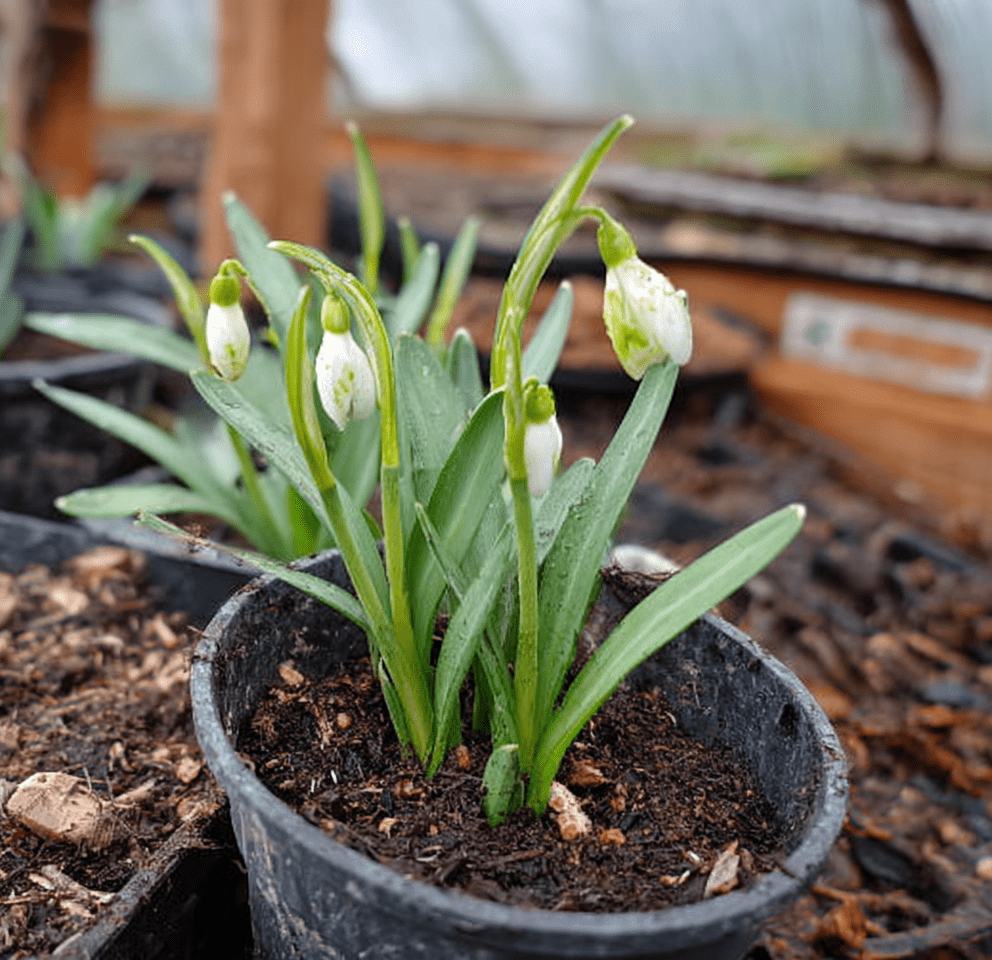 Snowdrops (In the green) - Harding & Bloom