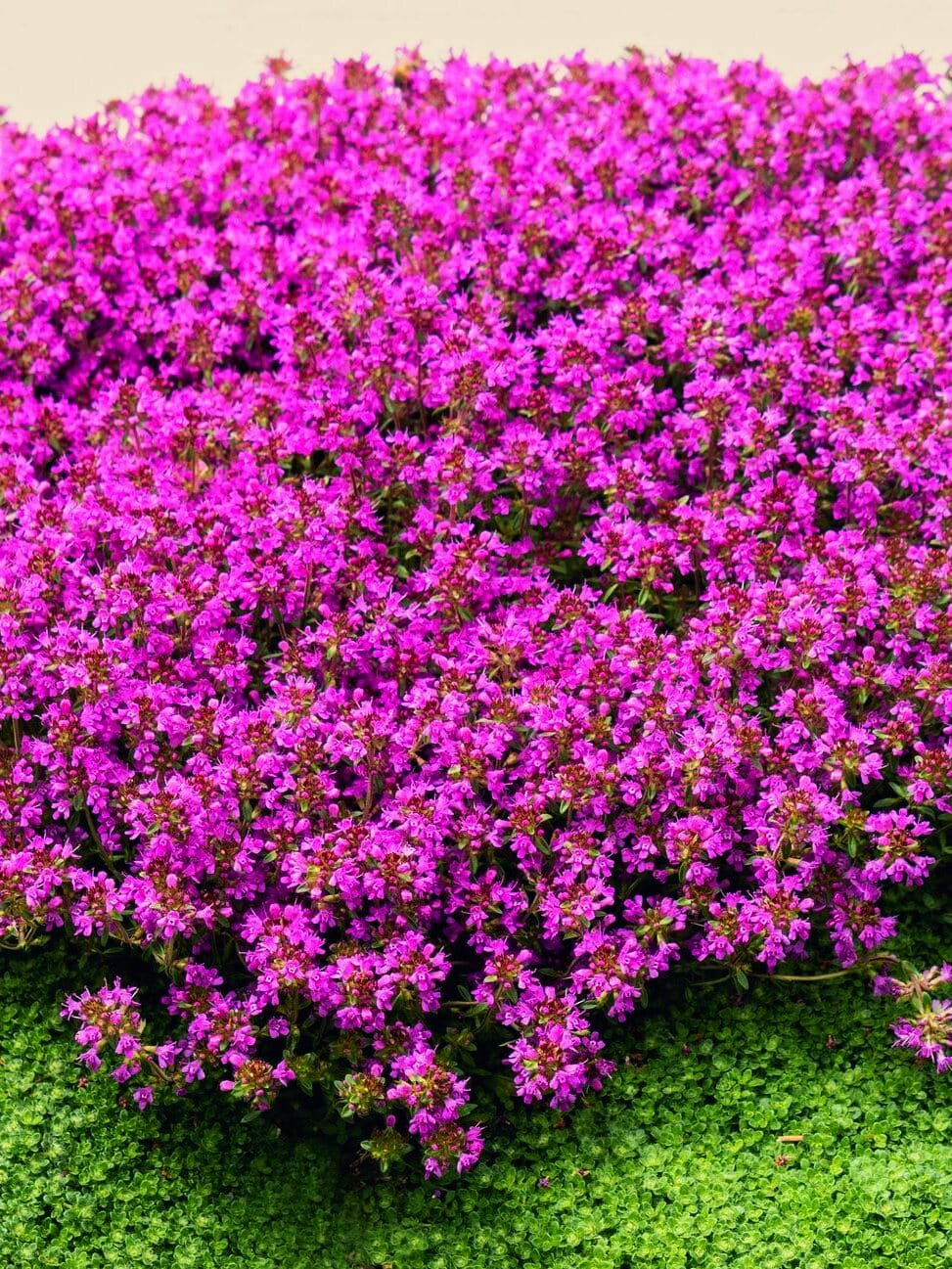 Perennial - Harding & Bloom