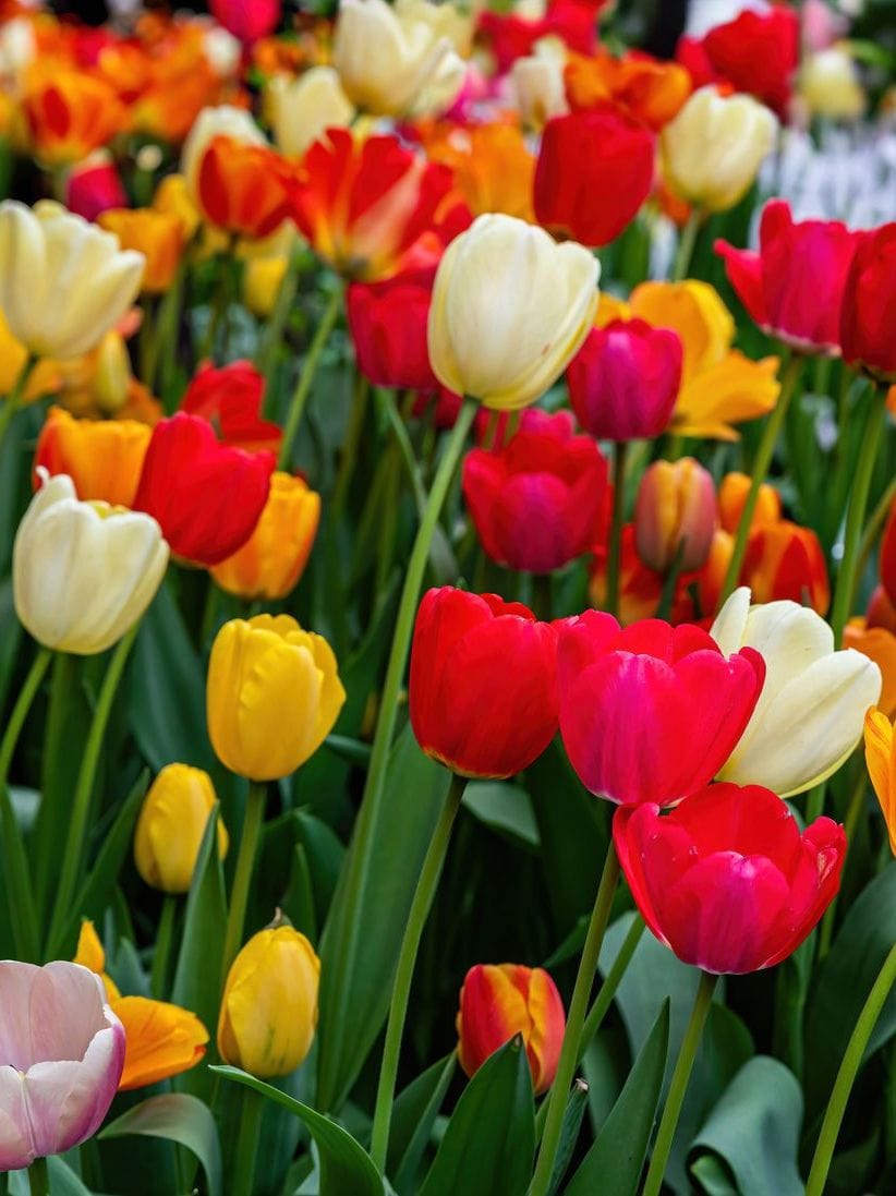Autumn Bulbs - Harding & Bloom