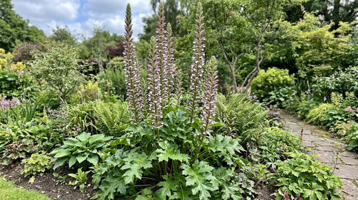 Foliage & Containers