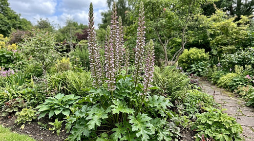 Foliage & Containers