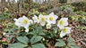Winter & Early Spring