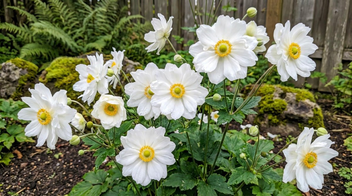 Anemone (hybrida) / Japanese Anemones - Harding & Bloom
