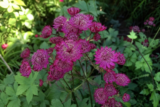 Cottage Garden & Cut Flowers