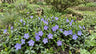 Ground Cover & Long Flowering