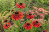 Late-Summer & Autumn Colour