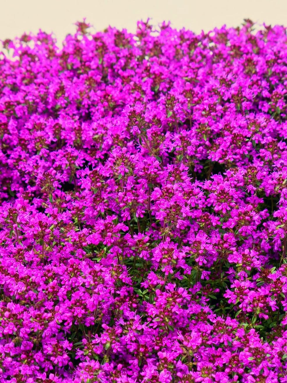 Perennial - Best Sellers - Harding & Bloom