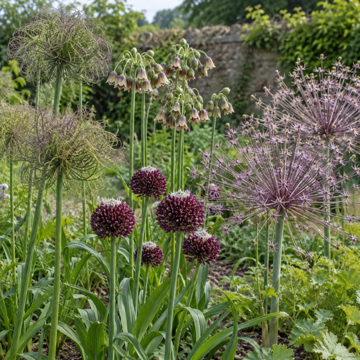 Alliums You Didn't See Coming - Harding & Bloom