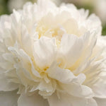 Paeonia 'Duchesse de Nemours' (Peony) - Harding & Bloom