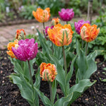 Tulipa 'Parrot Mixed' (Tulip) - Harding & Bloom
