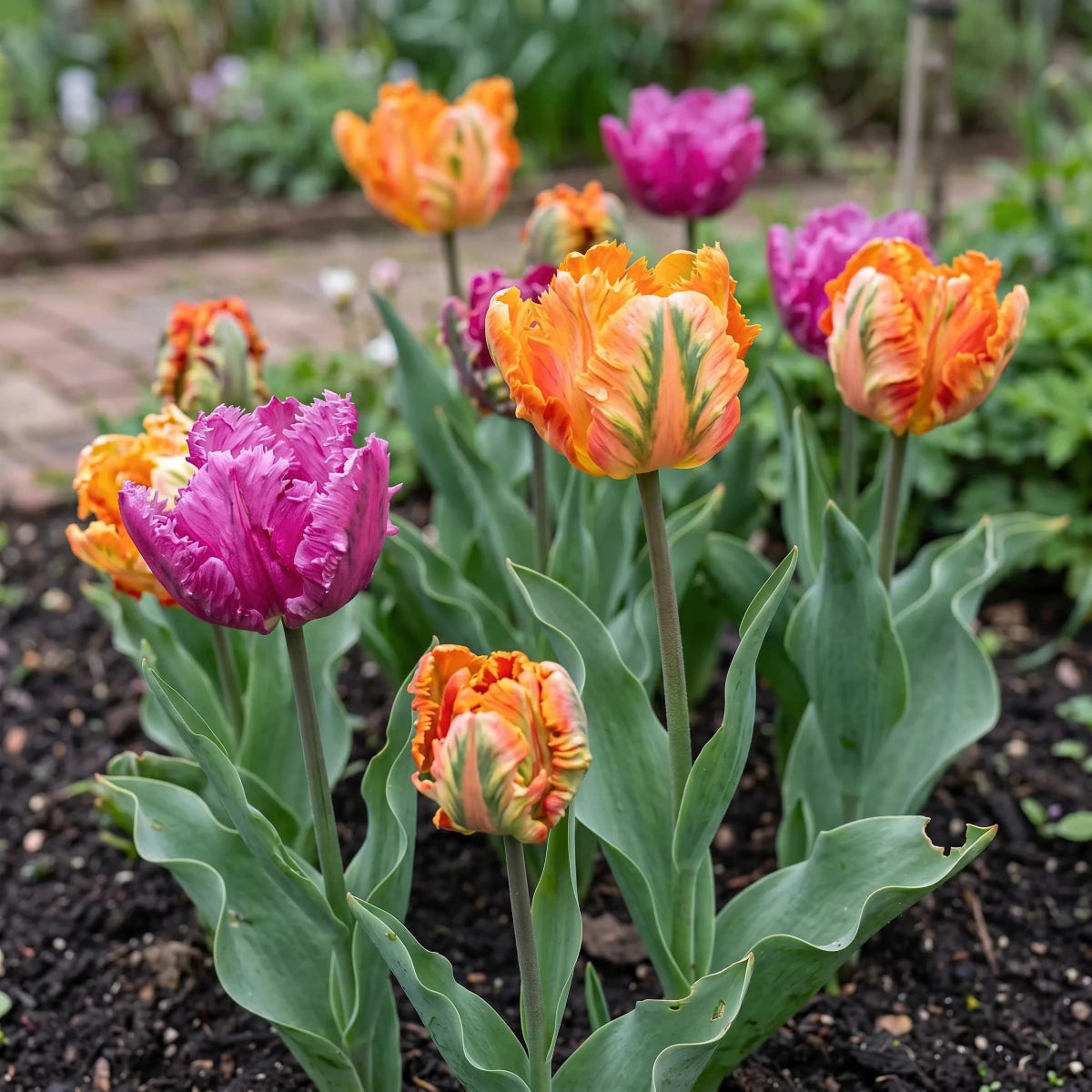 Tulipa 'Parrot Mixed' (Tulip) - Harding & Bloom